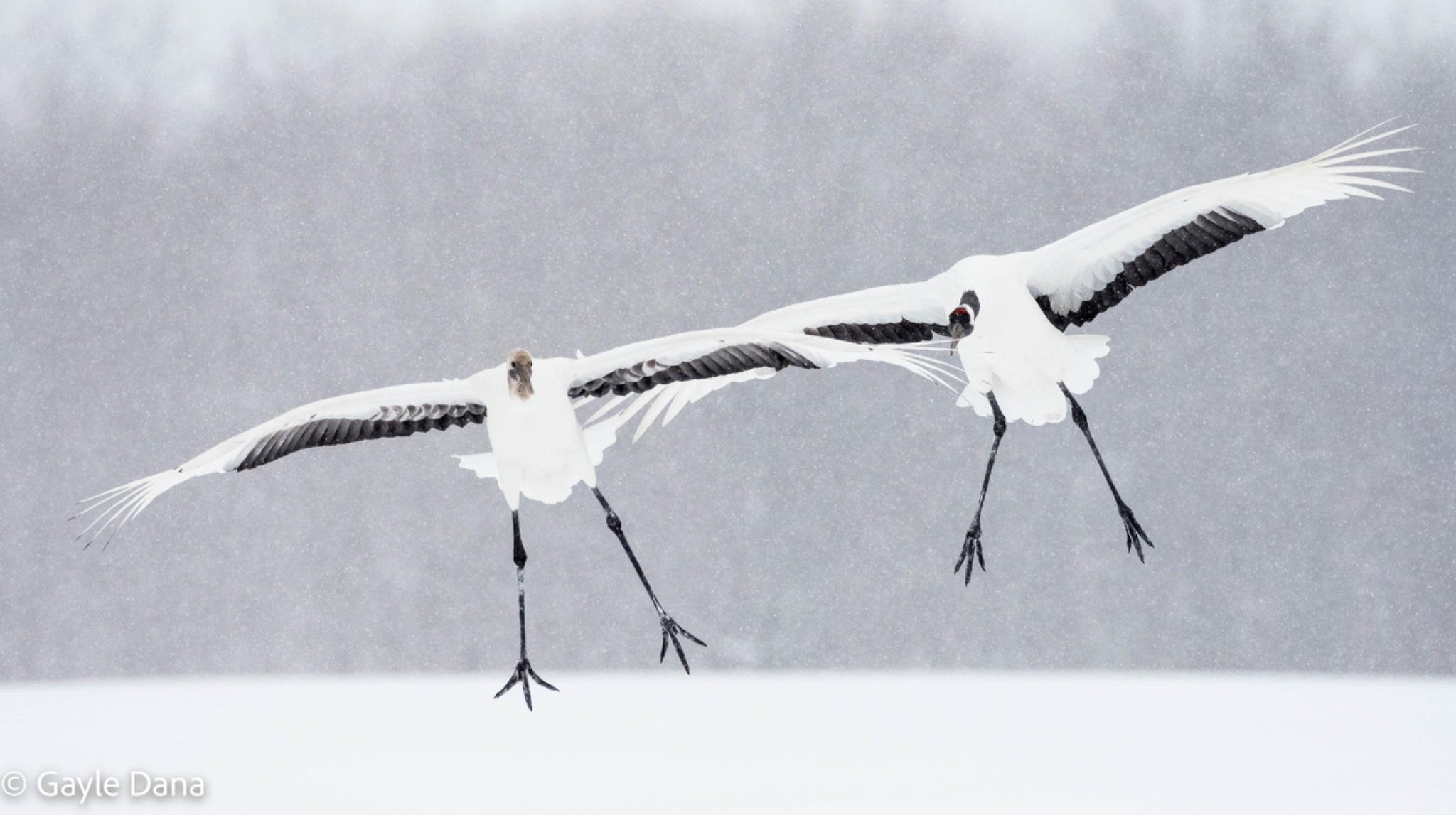 Coming in for landing